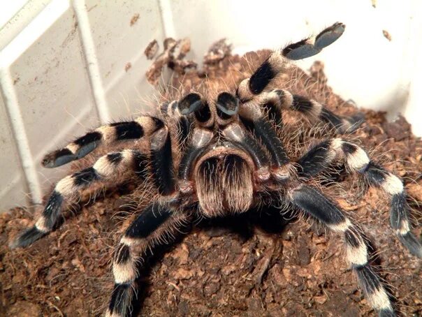 Сyclosternum schmardae. Фотография из альбома Пауки 33 из 34 ВКонтакте