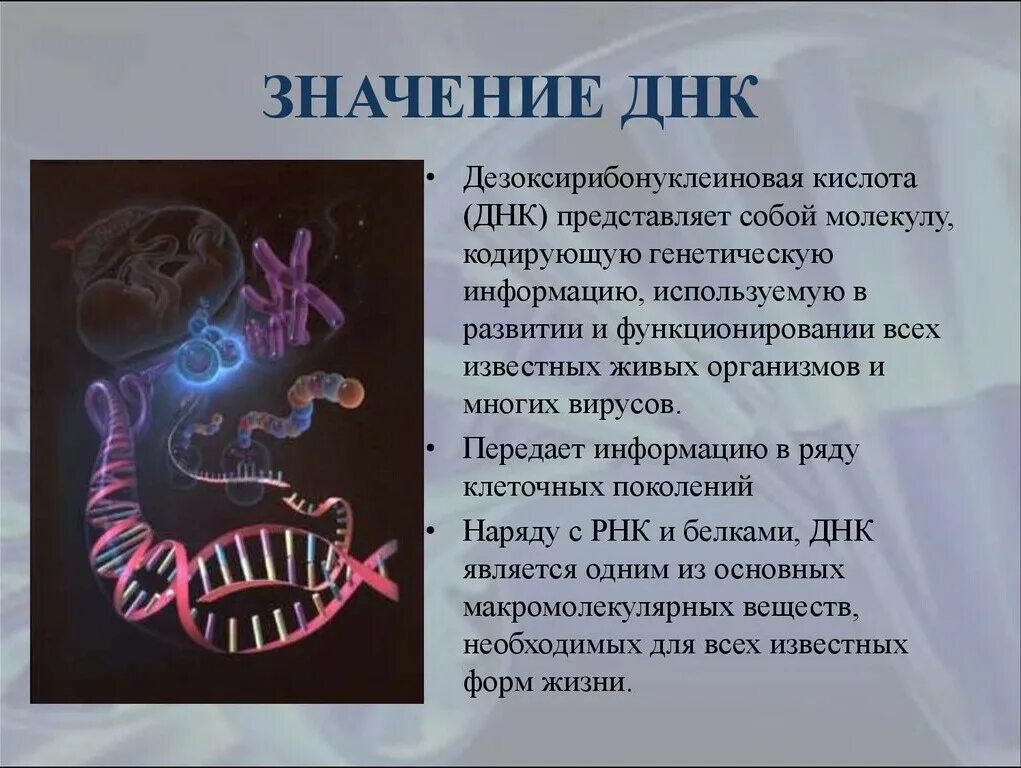 Днк носители информации. Значение днк. что такое днк простыми словами. значение и функции днк. значение молекулы днк.