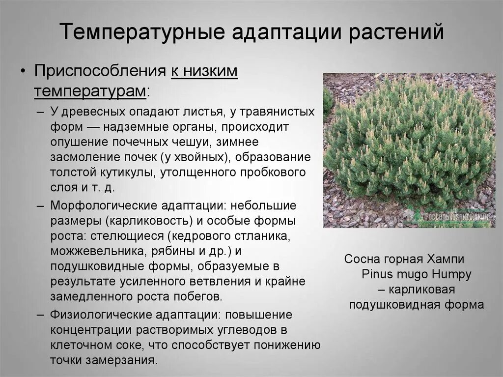 Адаптация растений. Приспособление растений к низким температурам. Адаптация растений к низким температурам. Физиологические приспособления растений.