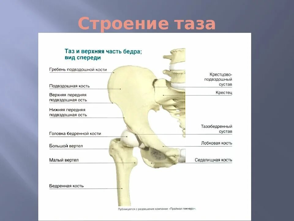Суставы бедренная кость анатомия. Подвздошная кость анатомия строение. Тазовая кость человека строение. Строение кости тазобедренного сустава.