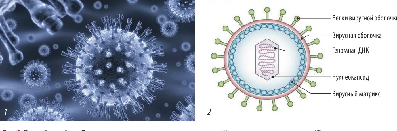 Epstein barr virus ebna. Вирус Эпштейна Барра строение. Строение вируса Эпштейна-Барр. Вирус Эпштейна-Барра строение вируса. Структура вируса Эпштейна Барра.