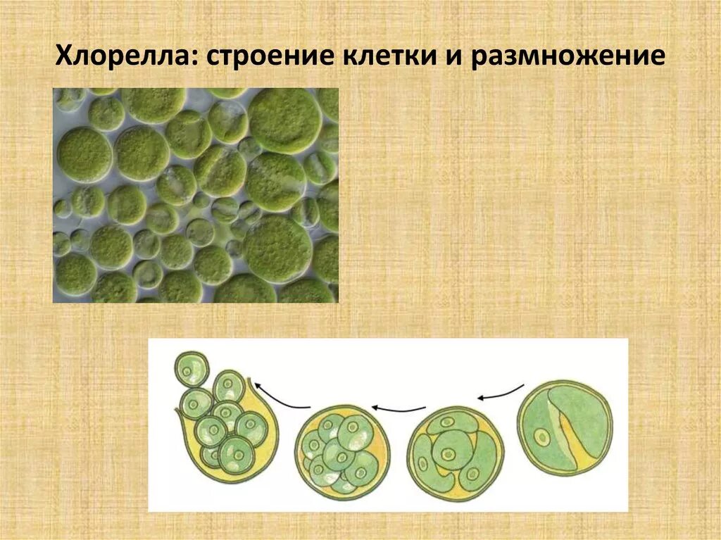 Хлорелла водоросль строение. Строение клетки водоросли хлорелла. Хлорелла строение клетки. Хлорелла водоросль размножение. Рисунок клетки водорослей