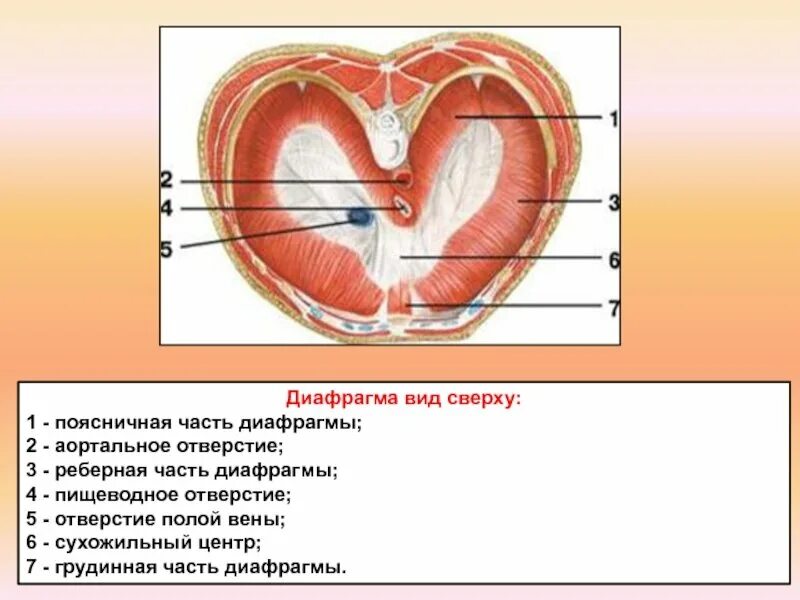 Три диафрагмы у человека. Сухожильный центр диафрагмы латынь. Строение диафрагмы анатомия. Сухожильный центр диафрагмы анатомия. Нижняя полая Вена в отверстии диафрагмы.