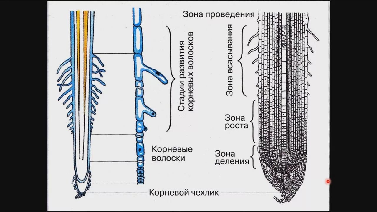 Строение молодого корня. Зоны корня 6 класс биология корневые волоски. Зоны корня ЕГЭ биология. Зоны корня 6 класс биология рисунок. Строение зон корня биология 6 класс.