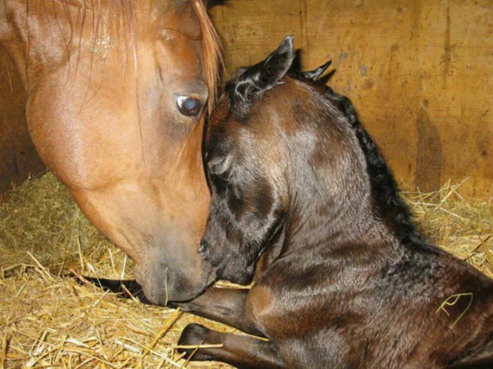Чем самка домашней лошади выкармливает своих жеребят. Кобыла с жеребенком. Новорожденный жеребенок. Родовспоможение лошади.