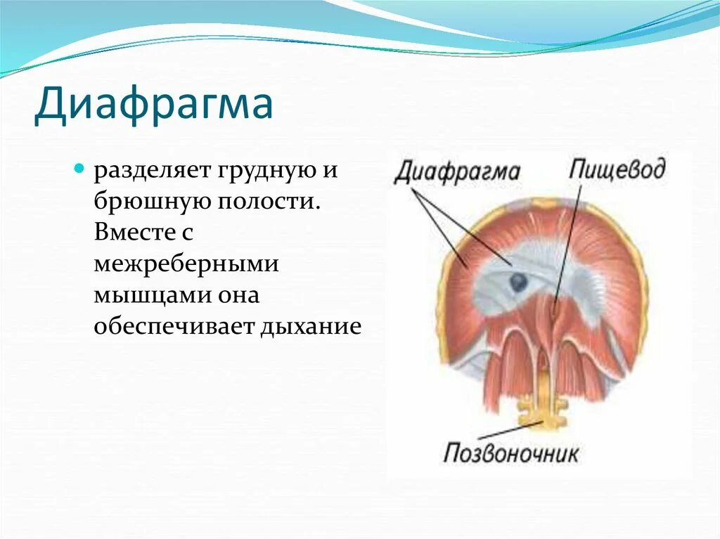 Диафрагма. Строение диафрагмы человека. Функции диафрагмы человека. Диафрагма строение и функции. Наличие диафрагмы у млекопитающих