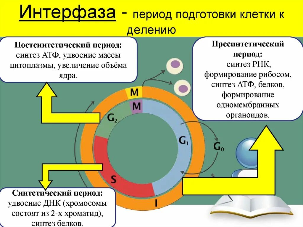 Подготовка к синтезу. Интерфаза пресинтетический. Период подготовки клетки к делению. Синтетический период жизненного цикла клетки. Жизненный цикл клетки схема.