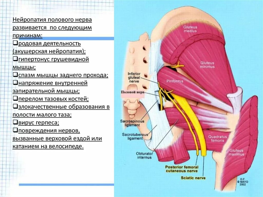 Почему боли полового члена. Срамной нерв анатомия. Бедренно-половой нерв нейропатия. Сдавлении полового нерва.