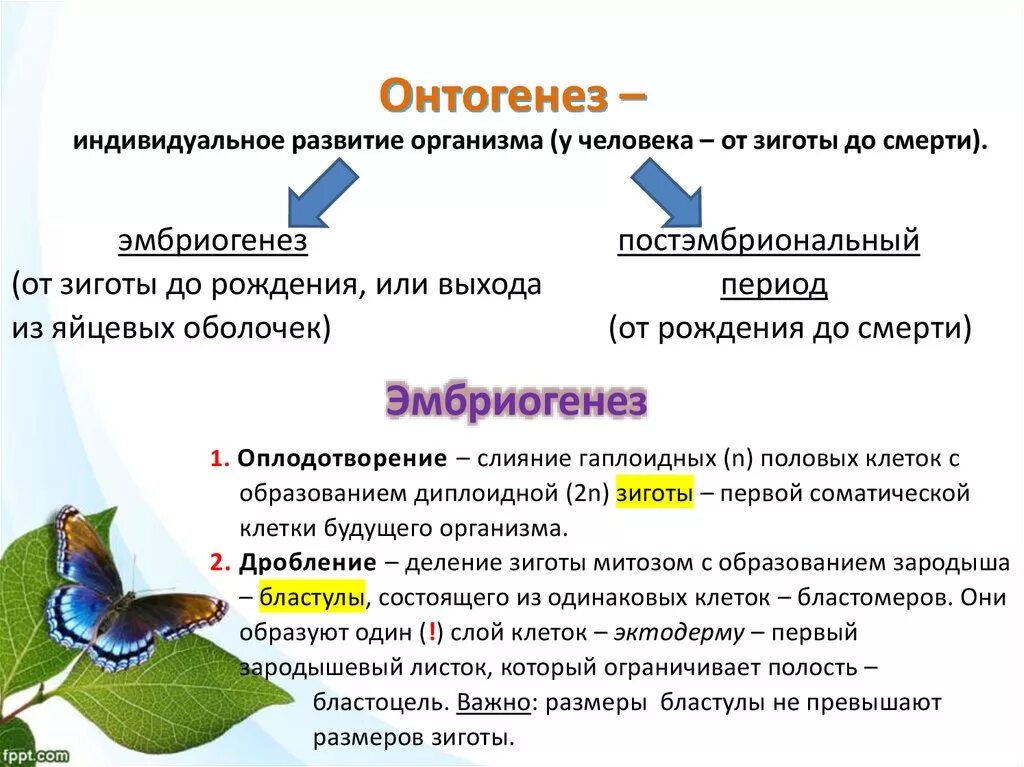 Стадии индивидуальное развитие организма онтогенез. Онтогенез - период развития организма от. Схема индивидуального развития онтогенез. Онтогенез ,этапы индивидуального развития.