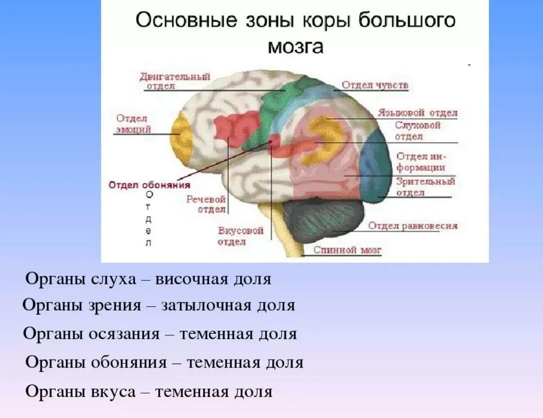 Обонятельная зона расположена. Отделы головного мозга органы чувств. Зрение слух отдел мозга. Отдел мозга отвечающий за зрение.