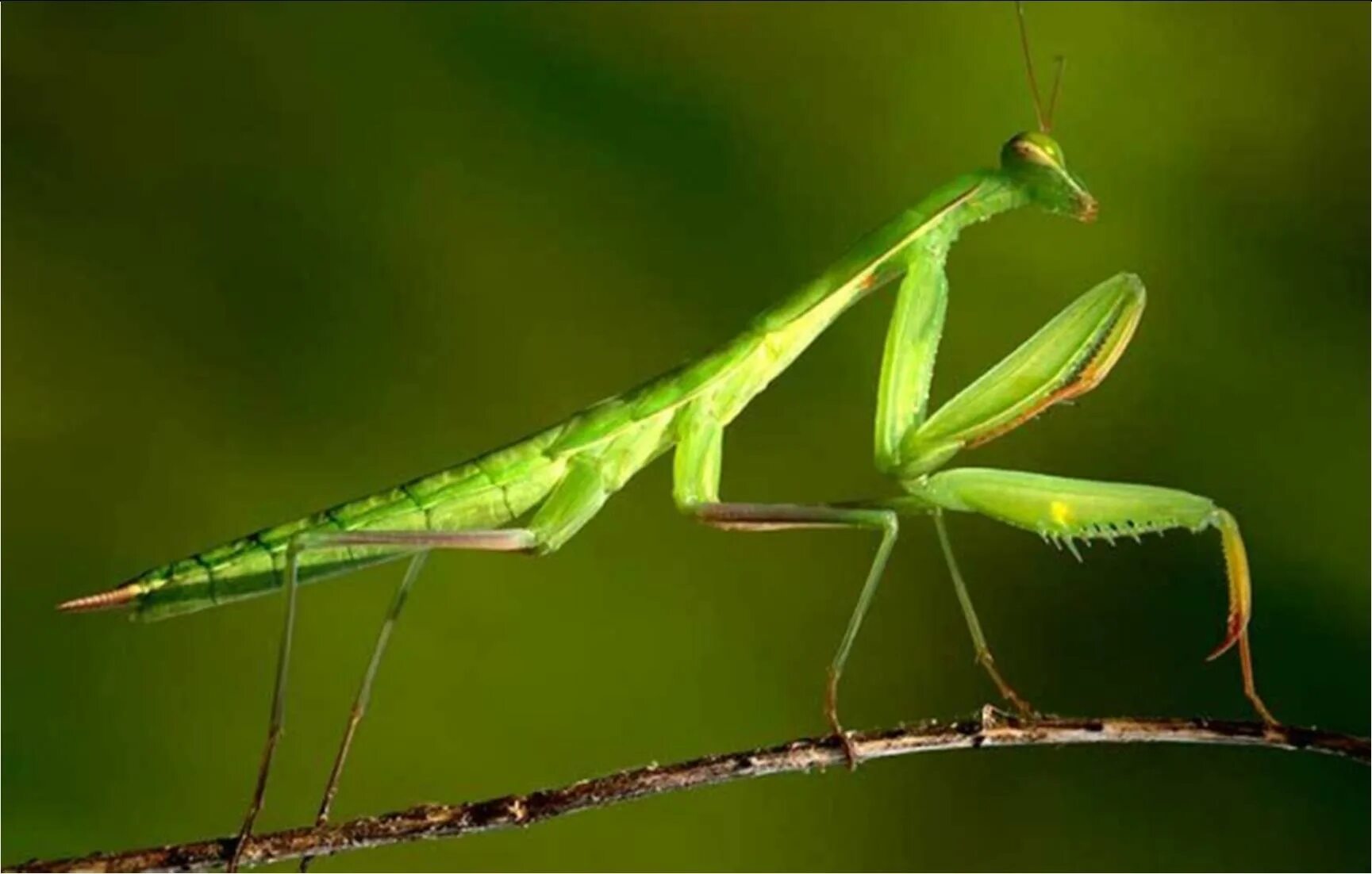 След богомола. Богомол обыкновенный (Mantis religiosa). Систематика богомола обыкновенного. Жизненный цикл богомола обыкновенного. Строение богомола обыкновенного.