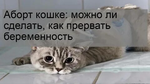 Как прервать беременность у собаки