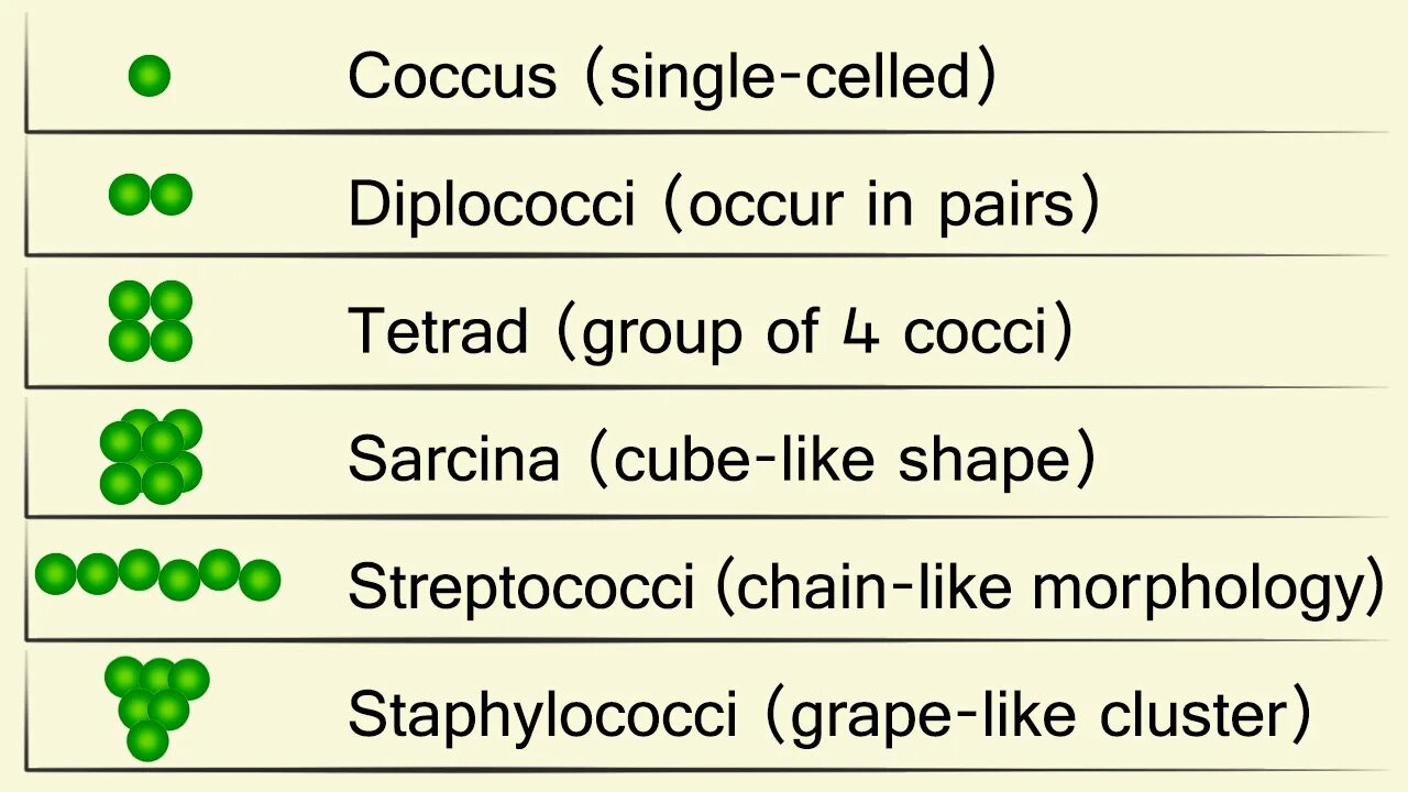 Common form. Types of cocci. Латинский coccus. Cocci in Clusters. Coni cocci слоновая.