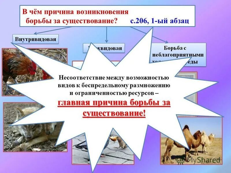 Внутривидовая борьба причины возникновения. Каковы причины борьбы за существование. Каковы причины борьбы за существование. Основная причина борьбы за существование. Борьба за существование и ее формы кратко.