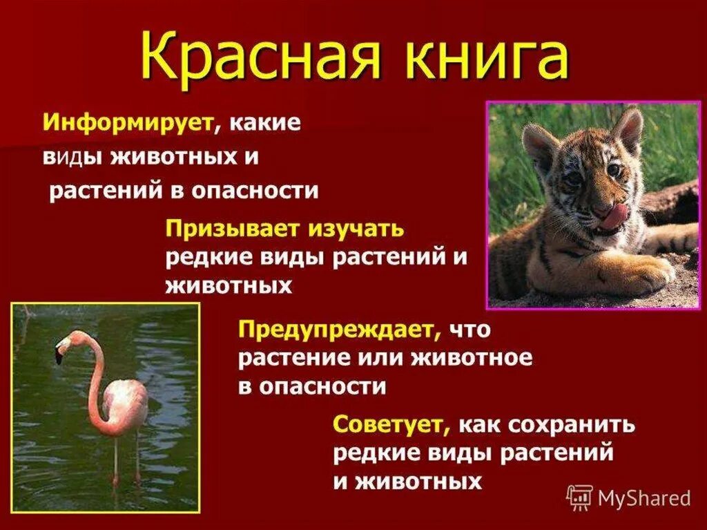 Сообщение об одном из видов животных 3. Рассказ о животных красной книги 2 класс. животные из красной книги сообщение. сообщение о растениях и животных красной книги 2 класс. информация о животных занесенных в красную книгу.