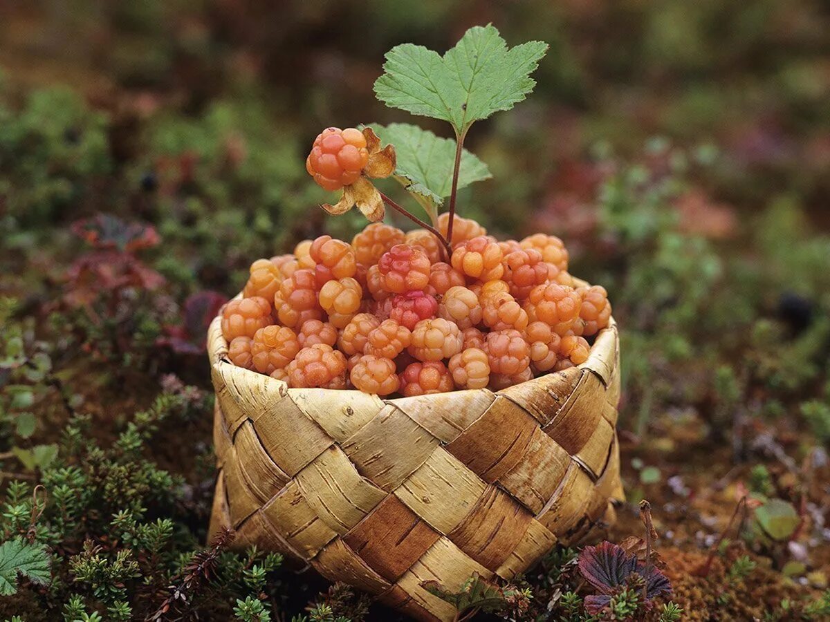 Cloudberry. Северная ягода Морошка. Тундровая Морошка. Таежная Морошка. Морошка Северная Тундровая ягода.