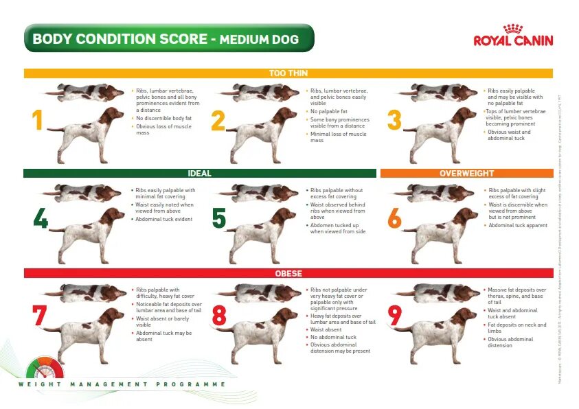 Индекс массы тела собаки. Кондиция тела собаки Роял Канин. Нормальная упитанность у собаки. Оценка кондиции тела собак. Шкала упитанности собак и кошек.