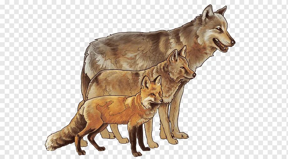 Волки лучше лис. Волк лиса койот Шакал. Волк койот и Шакал. Шакал лисица койот. Волк койот Шакал разница.