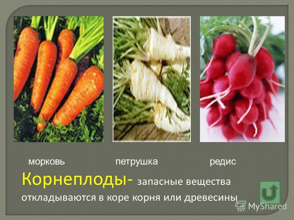 Запасные питательные вещества белки. Где запасаются питательные вещества у растений. Запасные питательные вещества откладываются в. Запасные питательные вещества клетки. Запасные питательные вещества клетки.