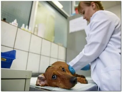 Укус собаки врач