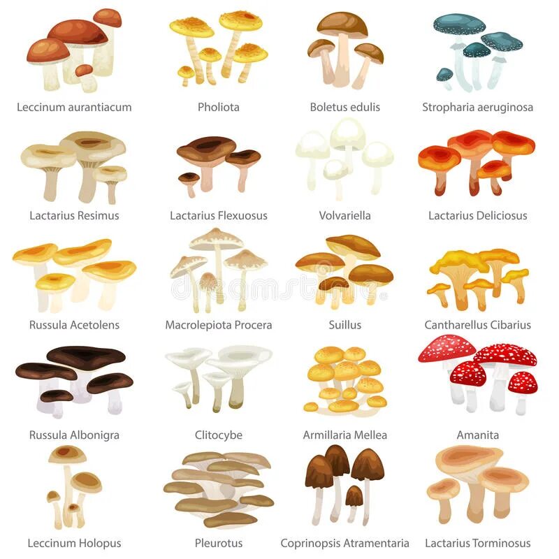 Съедобные грибы вектор. Съедобные грибы вектор с названиями. Names of Mushrooms in English. Types of Mushrooms in English. Mushroom глагол