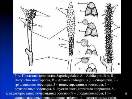 Представители родов