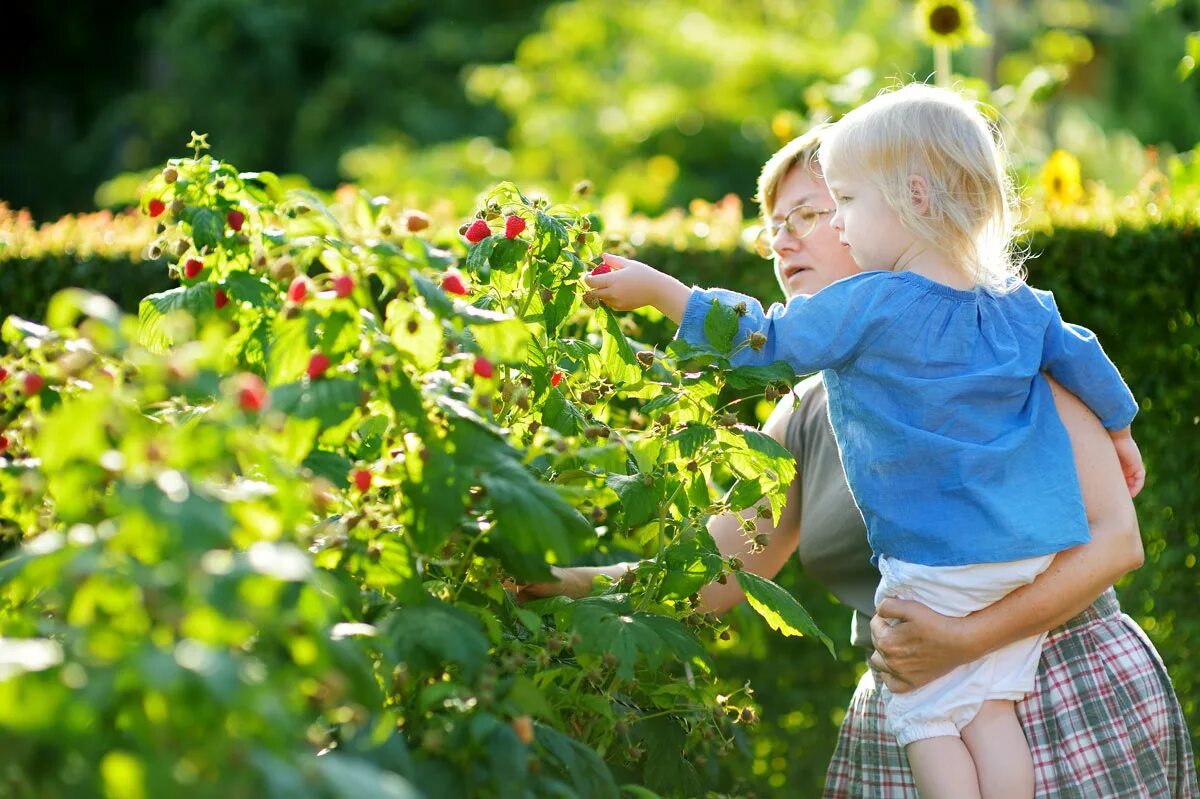 Девочка гриб. Сад с фруктами для детей. Девочка собирает орехи. Клубника для детей. Дети собирают ягоды в саду.