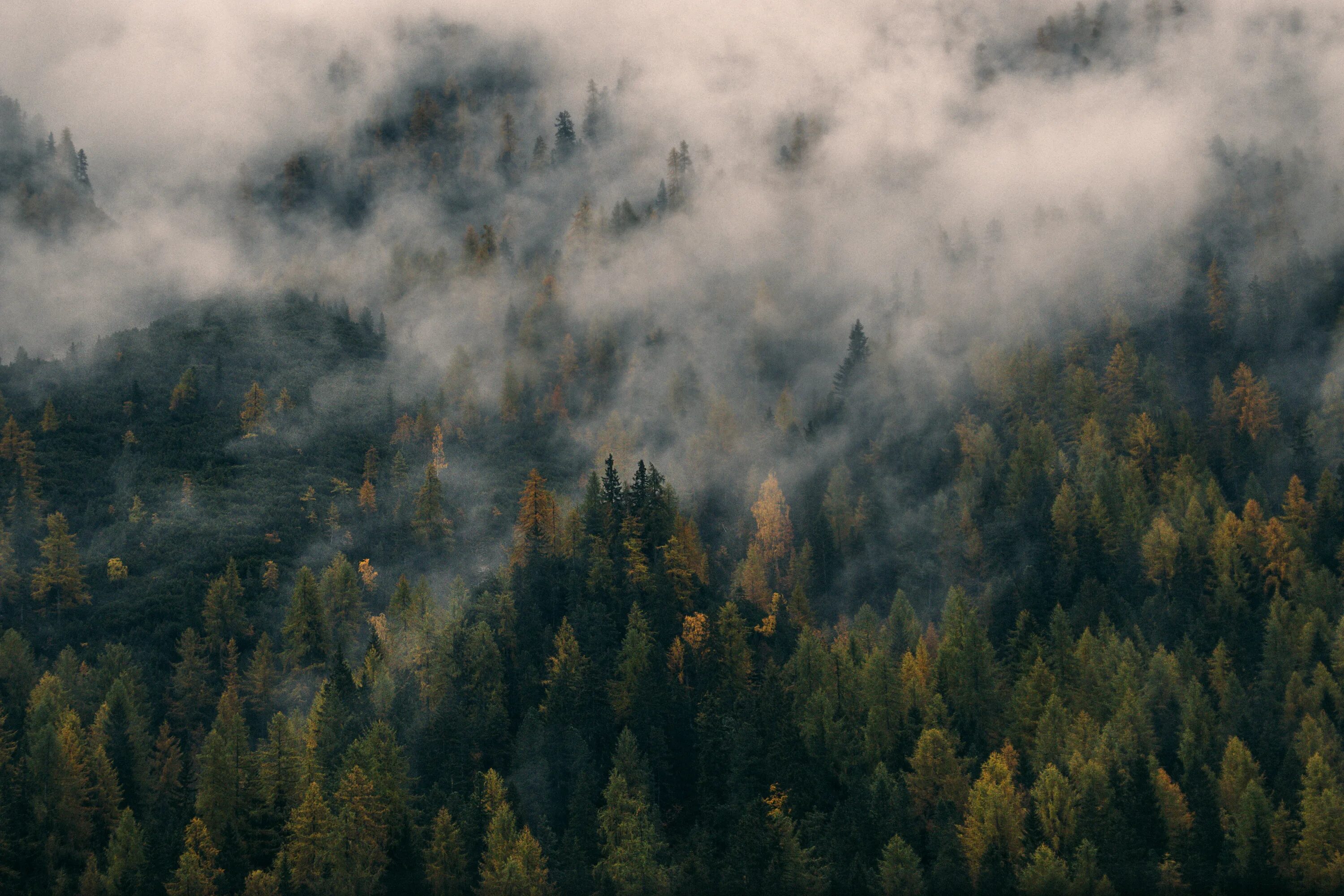 Фулл в лесу. Лесные пожары в ХМАО 2022. Лес в тумане. Nevfyyaq KTC. Туман над лесом.