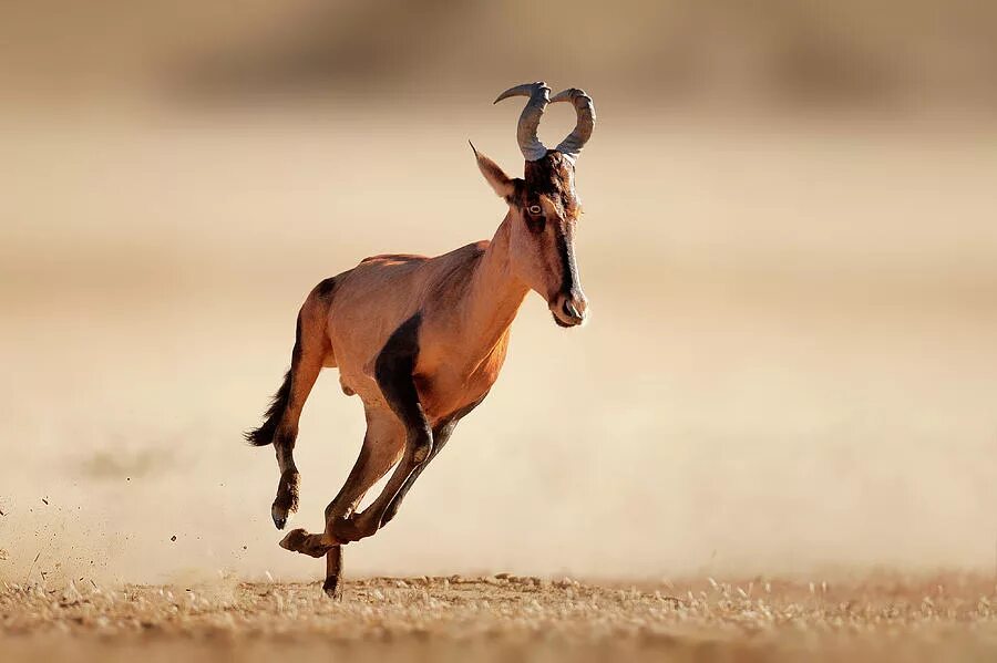 Hartebeest yaelokre текст. Хартебист. swaynes hartebeest. alcelaphus swaynei. хартебист бежит.