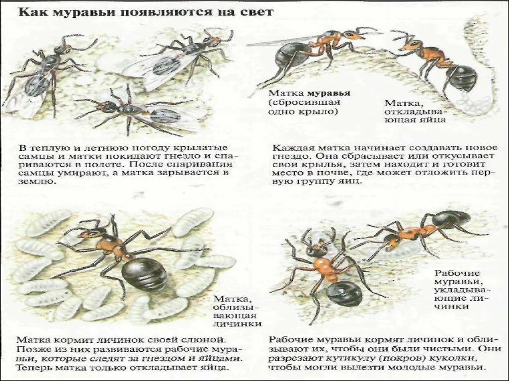 Муравей снизу схема. Касты муравьёв схема. Распределение обязанностей у муравьев. Виды муравьев схема. Несмотря на муравьиную склонность объединять свои