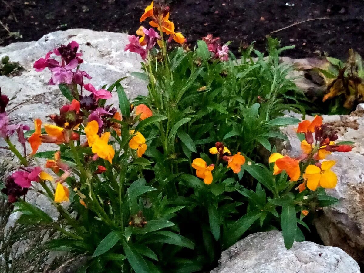 Желтушник лакфиоль оранж. Желтушник лакфиоль. Лакфиоль фото. Лакфиоль хейрантус. Цветок лакфиоль снежная королева.
