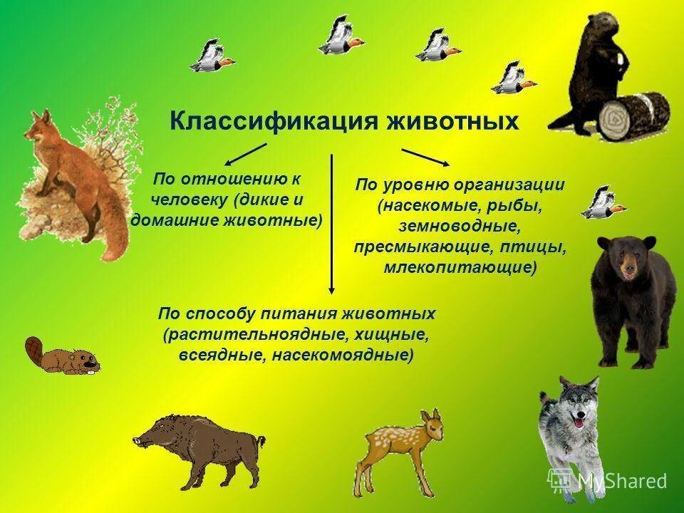 Классификация домашних животных. Дикие животные классификация. Характер животных. Дикие и домашние животные это классификация по.