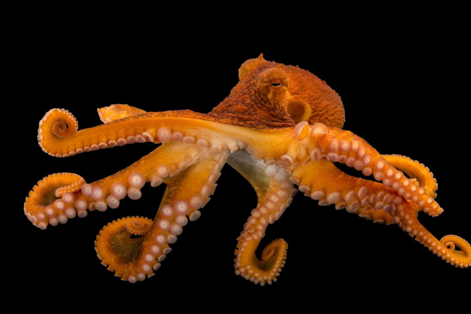 Осьминог представитель. Осьминог дофлейна. тихоокеанский осьминог enteroctopus dofleini. осьминог дофлейна гигантский. длиннощупальцевый спрут.