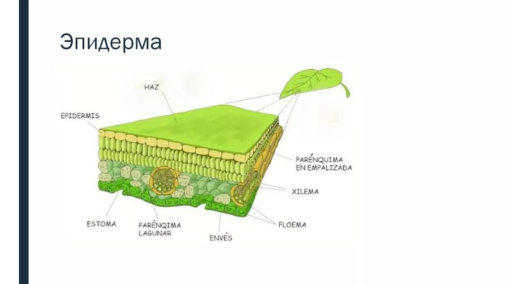 Кожица листьев состоит из. Кожица листьев состоит из