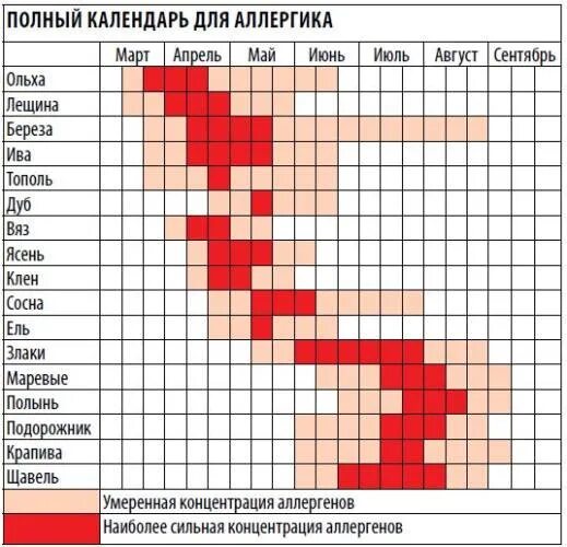 Периоды цветения для аллергиков. Карта цветения для аллергиков. Цветение березы. Аллергия на цветение березы. Когда заканчивается цветение березы