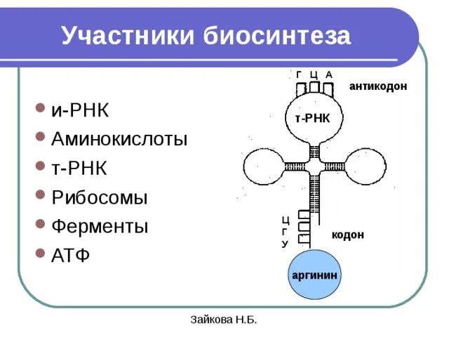 ТРНК на схеме биосинтеза белка. Трансляция биология Синтез ТРНК. Антикодон ТРНК структура. Биосинтез белка т РНК строение.