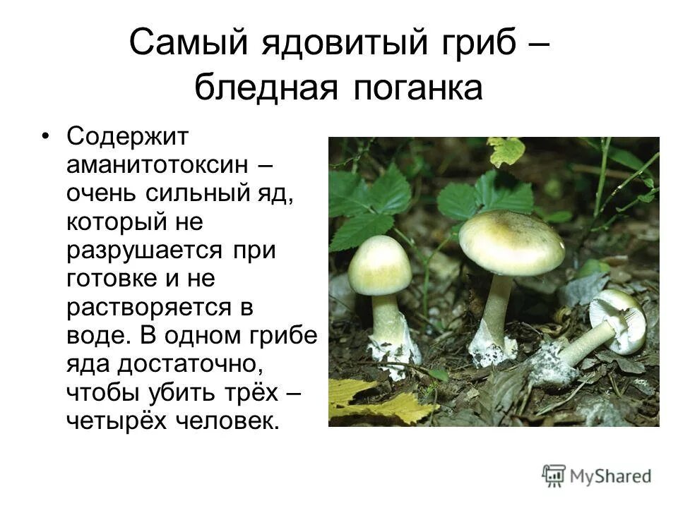 шляпочные грибы съедобные и несъедобные.