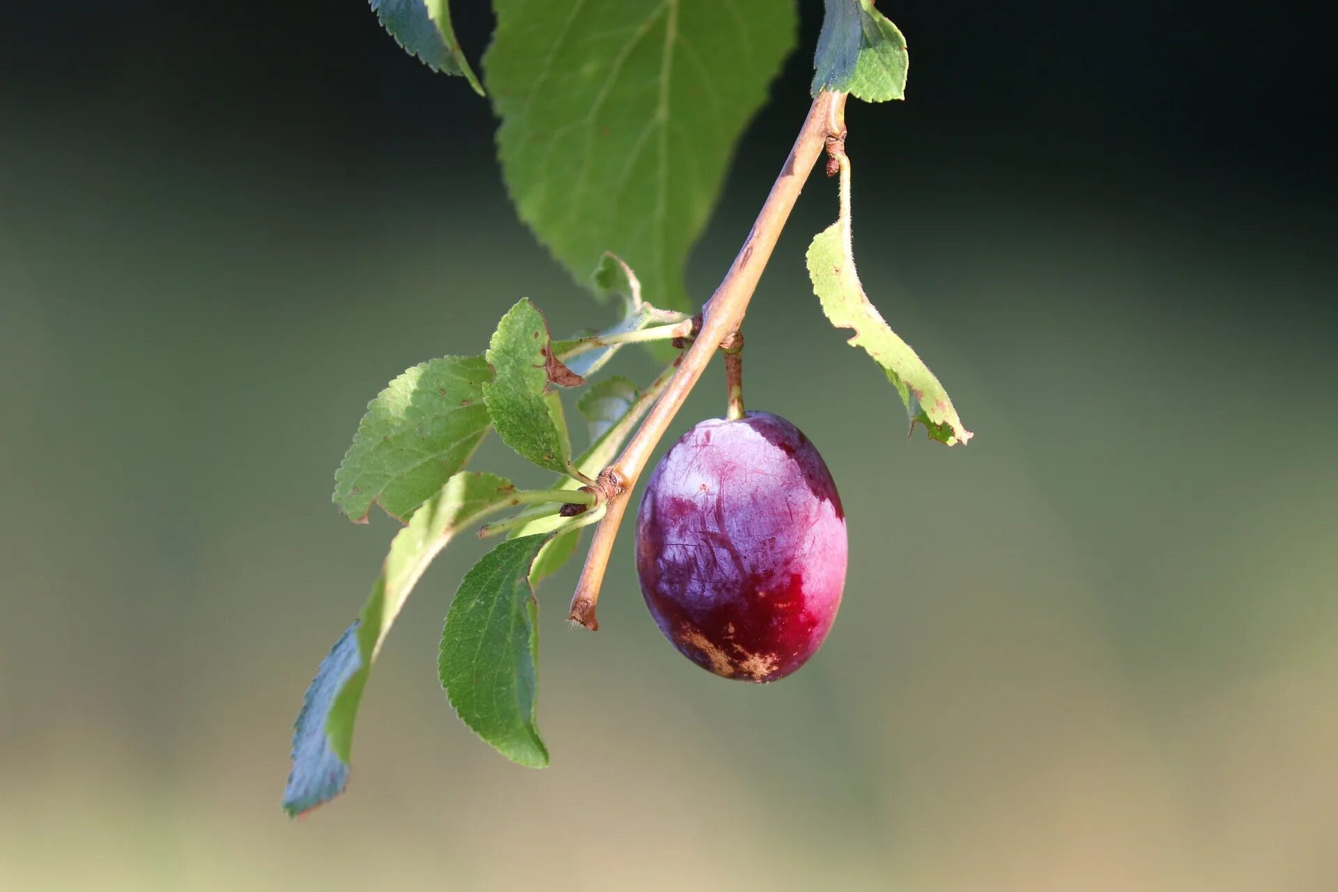 Prunus domestica слива домашняя. Слива (Prúnus doméstica). Слива домашняя (Prúnus doméstica). Слива кубышка. Можно ли рядом со сливой