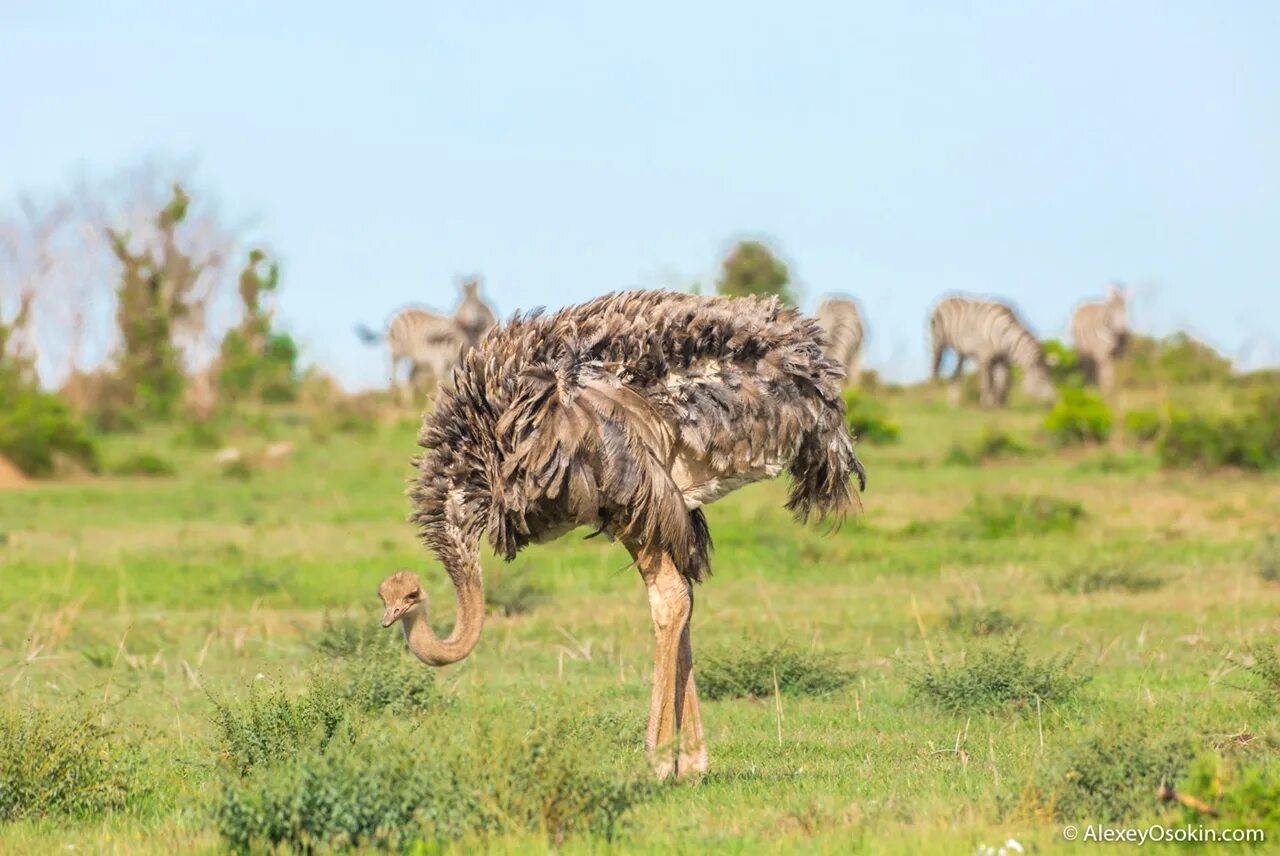 отряд страусообразные африканские страусы. доклад про страусов. страус интересные факты. интересные факты о страусах. страус эму в австралии.