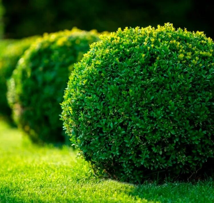 Пышный куст. Ива ломкая шаровидная. Пышный куст. Пышный куст. Пышный куст.