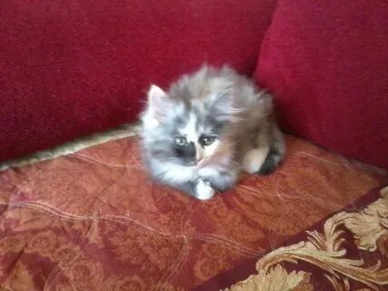 Авито ярославль котята в добрые