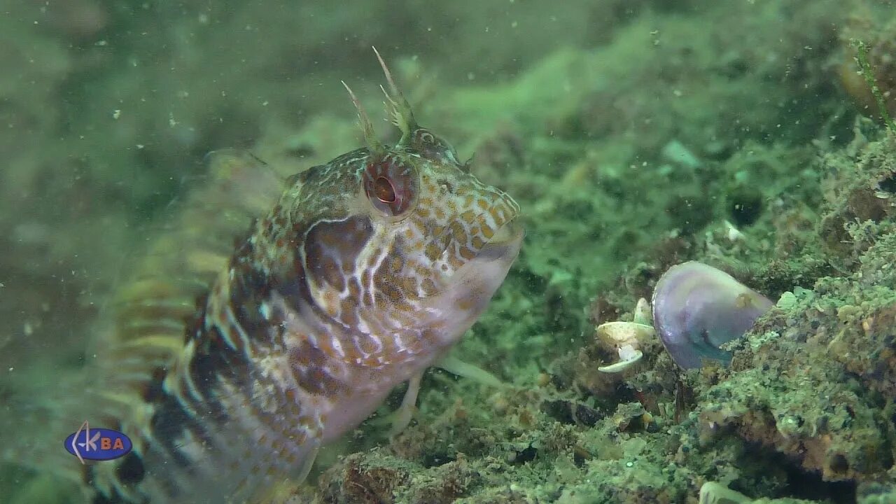 Морская собака экскурсии. Рыба blenny описание. Рыба blenny. Морская собака сахалин. Морская собачка в черном море.