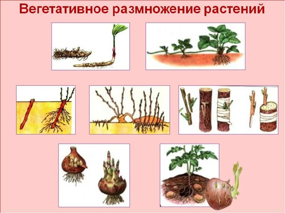 Вегетативное размножение цветковых растений схема. Вегетативное размножение способ размножения. Способы вегетативного размножения растений рисунки. Вегетативное размножение цветковых растений рисунок. При вегетативном размножении используются