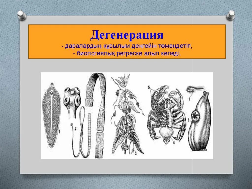 5 дегенерация. Общая дегенерация это в биологии. Общая дегенерация примеры. Примеры дегенерации у животных. Общая дегенерация у растений.