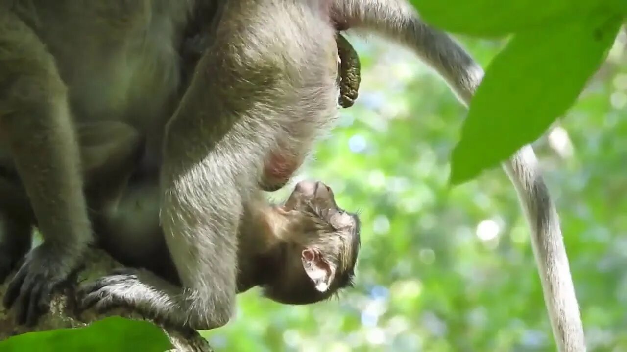 Капуцины (род обезьян). Роды приматов. Новорожденные гориллы. Детеныш обезьяны. Горилла и шимпанзе.