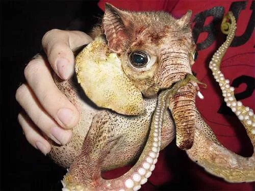 Гнездовики в реальной жизни. Гнездовики животные в реальности. Поссум пикачу. Гнездовик животное. Гнездовики животные в реальности.