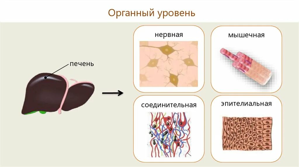 Тканевой уровень жизни