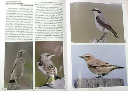 Атлас определитель 2 класс птицы