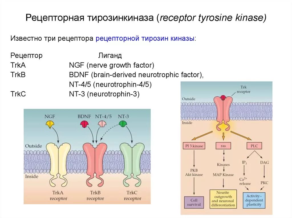 Tyrosine kinase receptor. Тирозинкиназный рецептор строение. Тирозинкиназный рецептор строение. Механизм трансдукции сигнала тирозинкиназных рецепторов. Тирозинкиназная активность рецепторов инсулина.