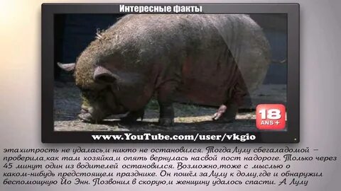 Интересные факты о животных видео